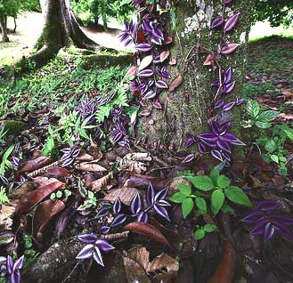 Lancetilla Botanical Gardens in Honduras